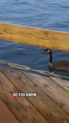 My mother and the many animals she cares for 🤣😭 #fyp #birds #farm #geese #canadagoose 
