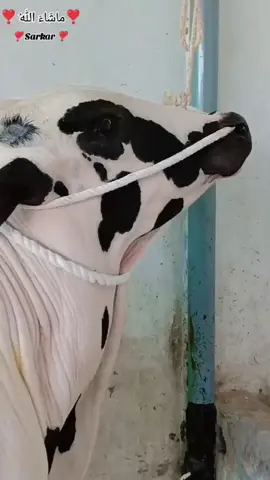 kacha kheera 👑❤‍🩹🔥2027#goldencattlefarm#homequrbani#derahajimaqsoodda#shoqdakoimolni#fypage 