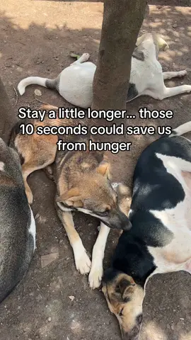 #dogsoftiktok #fyp 