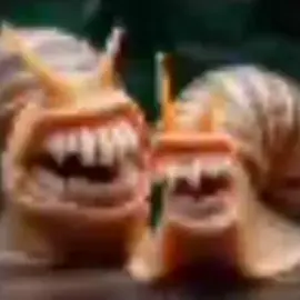 @Spitfire а помнишь как мы... АХПХАЭМХХАХАА Я НЕ ДАМ ТЕБЕ ЭТО ЗАБЫТЬ))))  #мем #улитки #прикол #мяу #форю #а #ор 