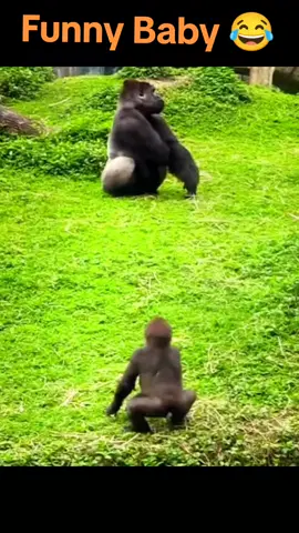funny moments of gorilla baby  #funnymoments #funnyanimals #funnymonkey #funnygorilla #funnybaby #funnyvideos #funnytiktok #babyanimals #babymonkey #babygorilla #fyp #viralvideo #viraltiktok #viral #trending #fulltrending #fyp 