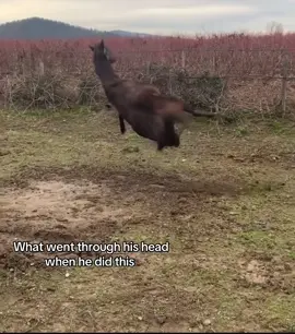 He is so dumb omfg 😭😭#foryoupage #horsefyp #fyp #ottb #foryou #horseflippin #horsefail #horsefall #foryoupage #foryoupage #fyp  