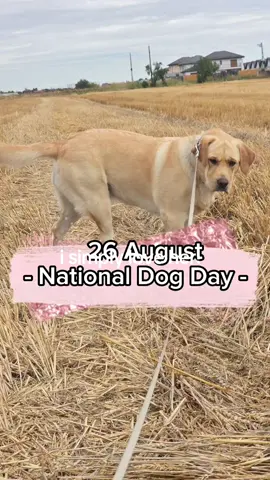 Astăzi, de ziua Națională a Câinilor am fost foarte melancolica...pentru că ai crescut atât de repede, pentru că nu îmi văd viața fără tine, pentru că nu aș putea să o iau de la capăt cu un alt câine, pentru că nu vreau un alt câine în afară de tine.  Ai fost cel mai frumos cadou primit de ziua mea vreodată și te iubesc până la cer și înapoi...de o mie de ori! Ești cea mai frumoasă, cea mai isteață și oricât de tristă sau supărată aș fi într-o zi, atunci când ajung la tine parcă uit tot...îmi faci zilele mai bune și mai frumoase și partea interesantă este că...probabil nici nu știi toate astea, nici nu știi cât de importantă ești în viața mea! Te iubesc, Luna Mea! La mulți ani! #Luna #mydog❤️ #thebestdog #labradorretriever #nationaldogday🐶 