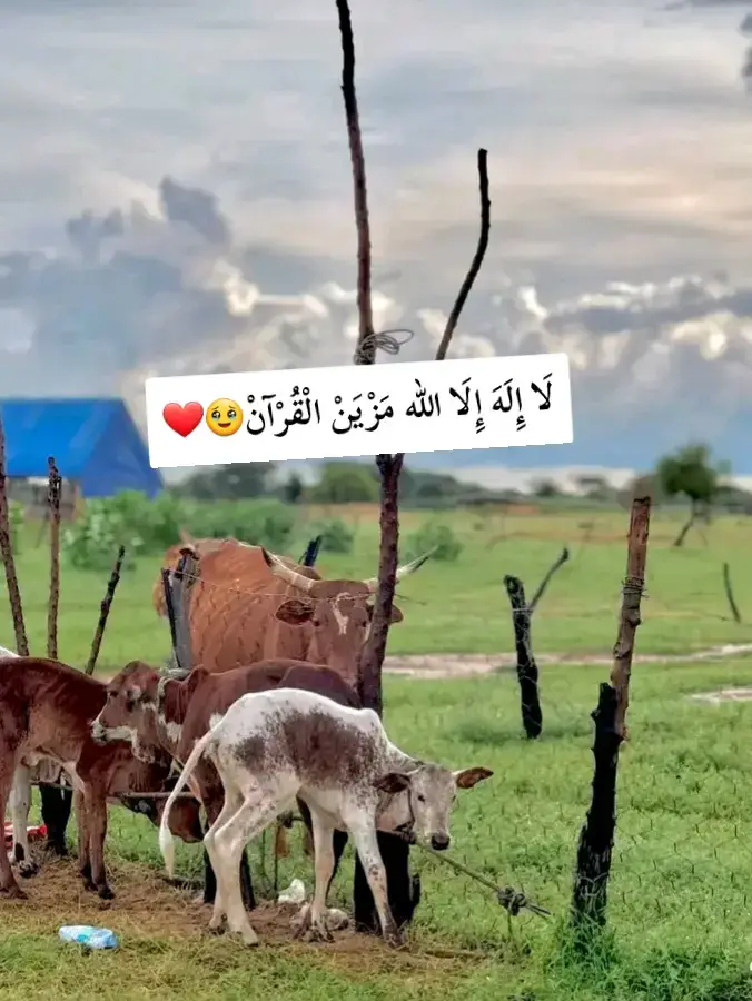 تلاوة موريتانية أصيلة لا إله إلا الله #creatorsearchinsights #keşfet #fyyyyyyyyyyyyyyyy #fyppppppppppppppppppppppp #موريتانيا🇲🇷المغرب🇲🇦تونس🇹🇳الجزائر🇩🇿 