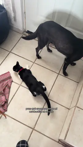 Hay que cuidar a los niños #cat #catsoftiktok #funny 