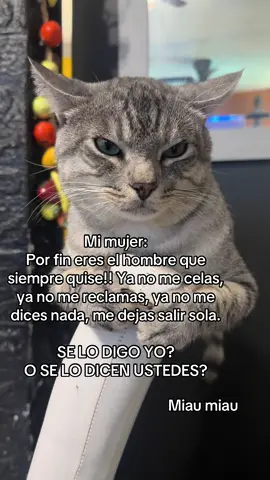 Miau miau #cat #catsoftiktok #gato #michi #pets 