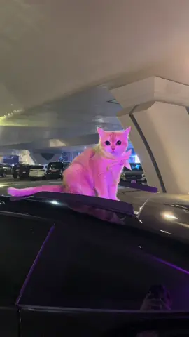 bubbles with her little bow 🎀 #cats #catsoftiktok #cars ##carsoftiktok #porsche  
