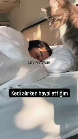 TEKİR KEDİ PROBLEMİ #kedi #catlover #kesfetbeniöneçıkart 