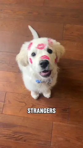 “Golden Retrievers:The Dog Who Love Everyone “#tiktok #animals #facts #dog #foryoupage 