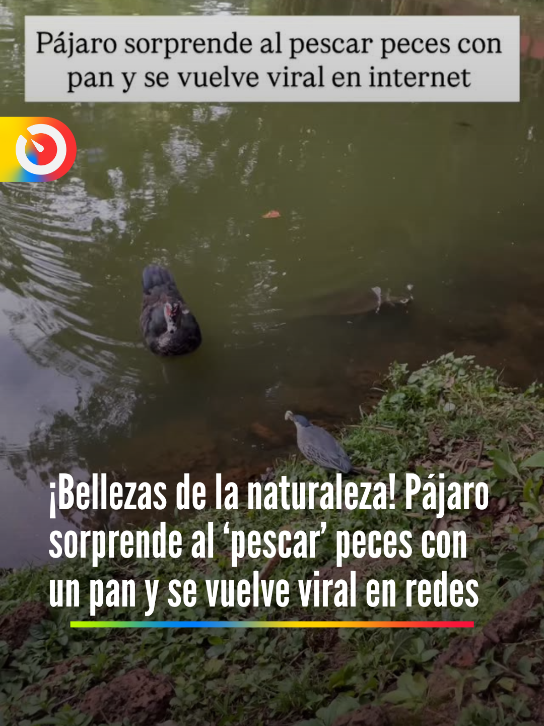 #viral ¡Bellezas de la naturaleza! En un momento digno de un documental, un grupo de amigos logró captar una escena inusual. Un ave, mostrando toda su ingeniosidad, fue vista lanzando un pedazo de pan a la orilla de un lago con un objetivo sorprendente: intentar ‘pescar’ un pez. #pajaro #pajaros #peces #pez #pezca #animales #naturaleza #paisaje #paisajes #momentos #video #paratiiiiiiiiiiiiiiiiiiiiiiiiiiiiiii