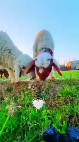 #تصويري📷 #البوكمال_ديرالزور_سوريا #الغبره #الابرزي505 #البوكمال_ديرالزور_سوريا 