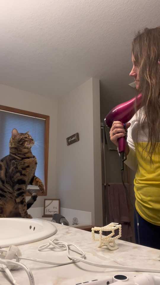 Unsure what my blow dryer did to make him so uneasy #catsoftiktok #cathumor #fyp 