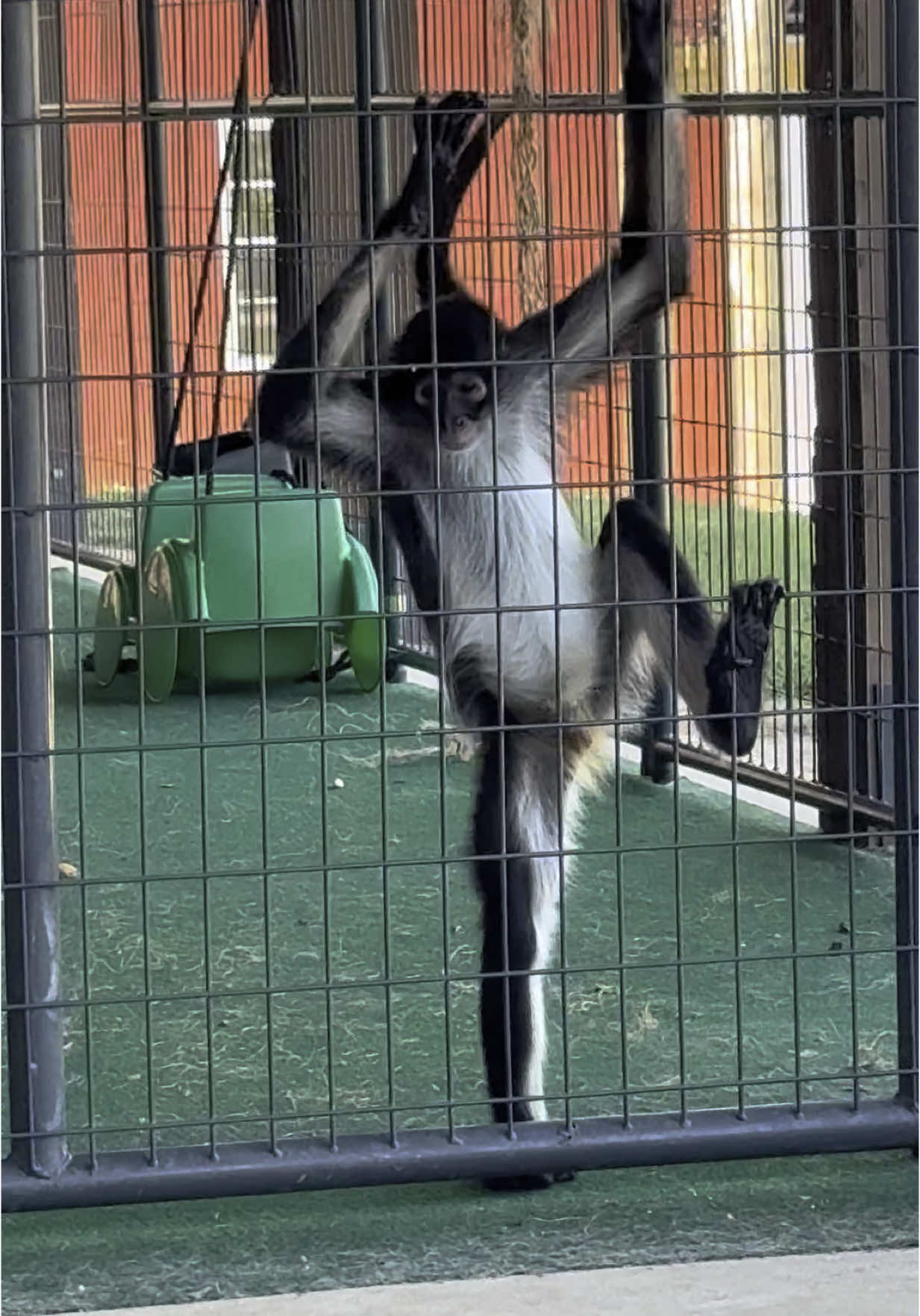 Rooster’s a love man🤣