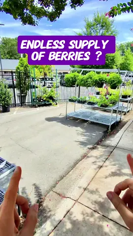 Which of these are you growing? 🍇 Here’s how to get an endless supply of raspberries and blackberries! 🌱 Raspberries spread through underground runners (rhizomes), popping up new plants and creating a dense patch. 🌱 Blackberries spread by “tipping” — when their long canes bend down and root at the tip, forming brand new plants. Both are amazing in their own way, but knowing how they spread helps you keep them thriving (and multiplying!). 👇 Tell me in the comments — are you team raspberry, team blackberry, or both? #gardening #berries #backyardgarden #homesteading #raspberries    