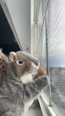 #nibs #squirrel  #ardilla #bailecito #sensual 💋