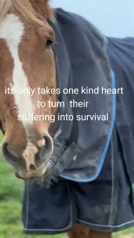 💔At Heart of Horse Rescue, the silence of empty feed buckets is lounder than cry .Our horses stand with hungry eyes ,waiting for the kindness of strangers to keep them alive. Every day without food is another step closer to losing them....and we can't let that happen. 🐎💔 Even the smallest act of $5,$10,or simply sharing this post can put food in front of a starving horse tonight. Please...don't scroll past their pain. Help us give them hope again ❤ #saveTheHorses #HeartofHorseRescue #HelpFeedThem#AnimalRescuel