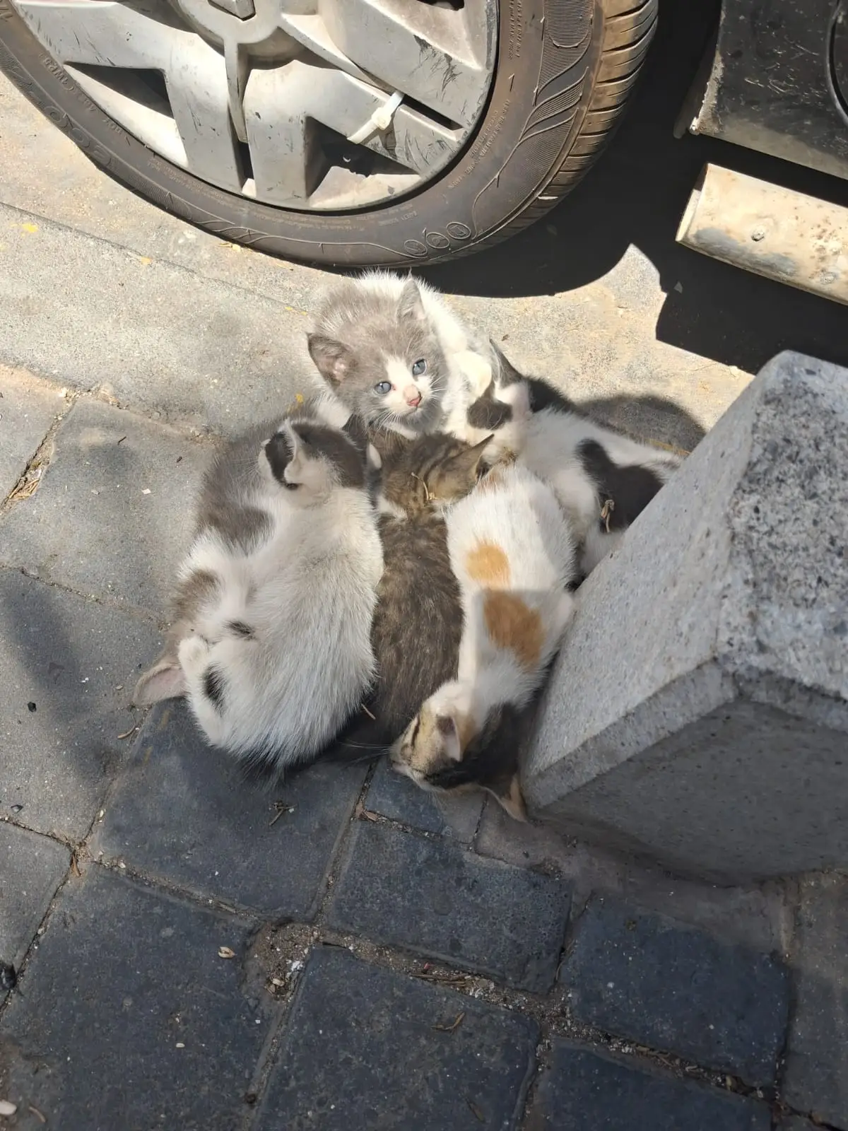 je ne pensais pas voir autant de Chatons errants 🐱🥺 #chatonmarocain #amourdeschats #maroc #casablanca 