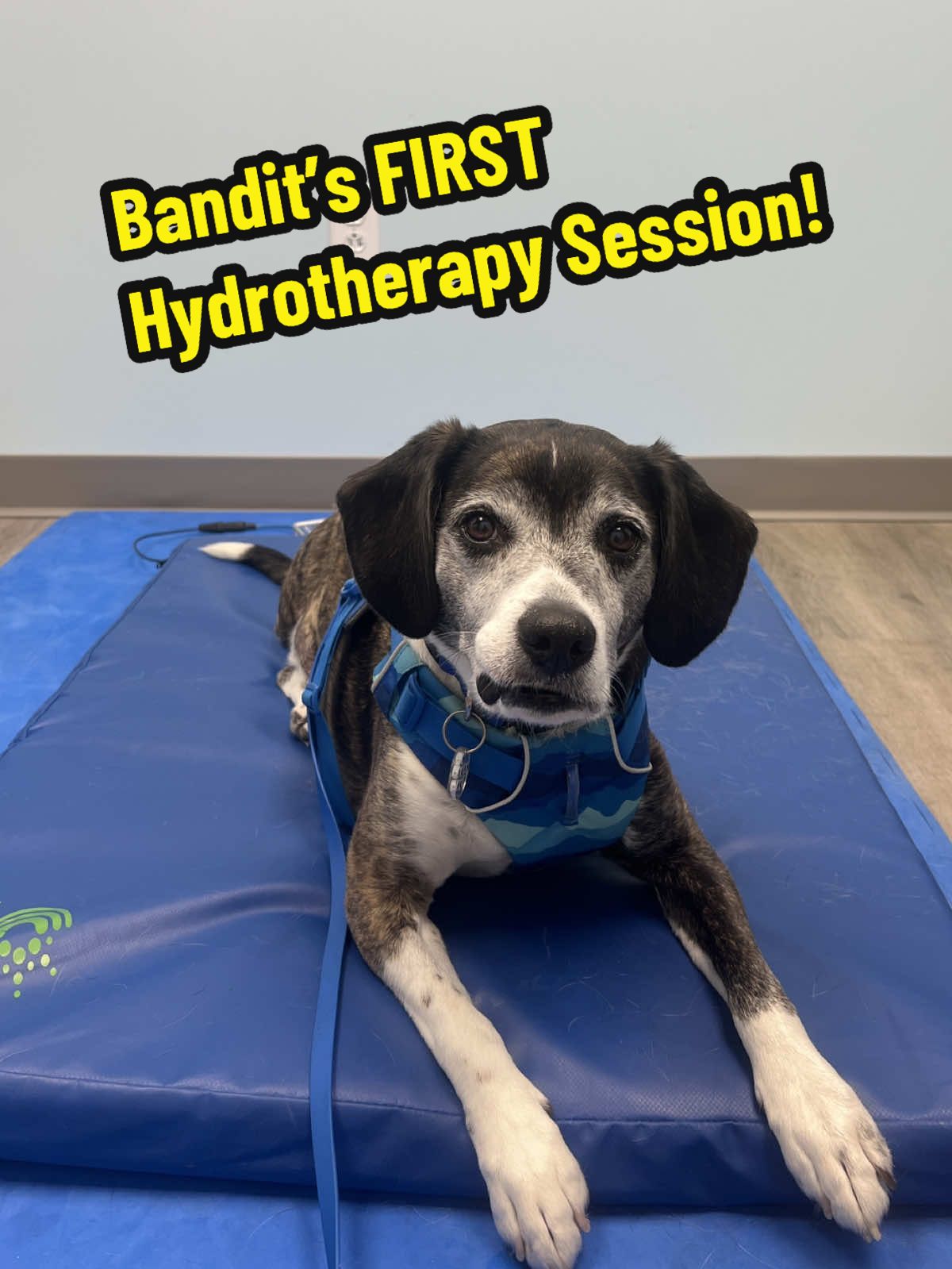 Bandit had his second rehab session today! 💪🏼 For those of you who don’t know, Bandit had is right rear leg amputated due to suspected osteosarcoma (cancer) but his biopsy results came back that it’s NOT cancer! It’s osteomyelitis instead! He’s now 5 weeks post amputation & doing so great! 🤩  #dogrehabilitation #hydrotherapy #fyp #beagle #dogsoftiktok 