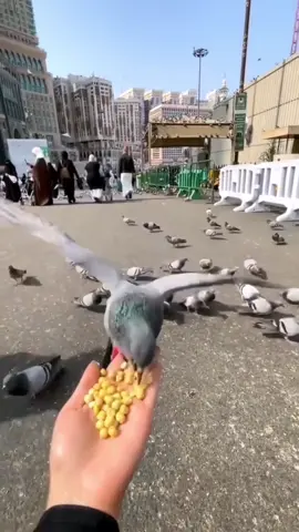 ❤️🕋#fypシ #fyp #مكة_الآن #مكة_المكرمة #مكة 