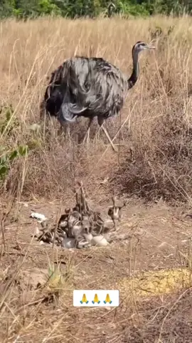 #ema #chocada #ninho #ovos #filhotes 