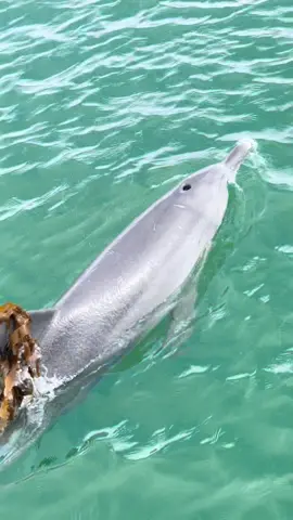 Dancing fins 🐬❤️ #dolphins #perth #mandurah #ocean #fyp #wildlife 