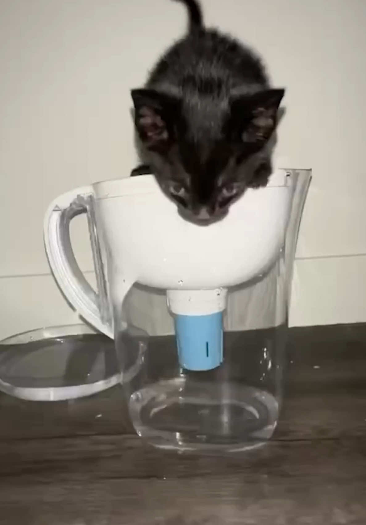 if ur seeing this i need more water or to adopt a kitten… (or both 🤷‍♀️)