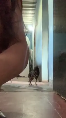 Adivinen quien se llevó toda la atención jajaja #paratiiiiiiiiiiiiiiiiiiiiiiiiiiiiiii #santiagueña #perros #tierno #mascota 