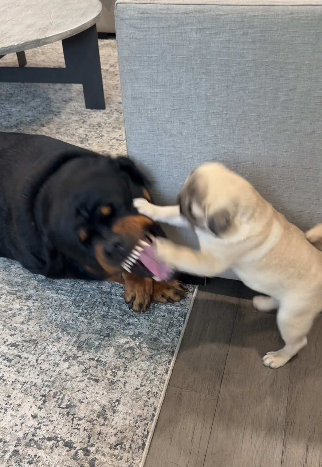 Can’t touch this 💨💨💨😆 #pug #rottweiler #duo 