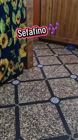 #Serafino #gatostiktokers #gatosengraçados #gatoslove #paratiiiiiiiiiiiiiiiiiiiiiiiiiiiiiii 
