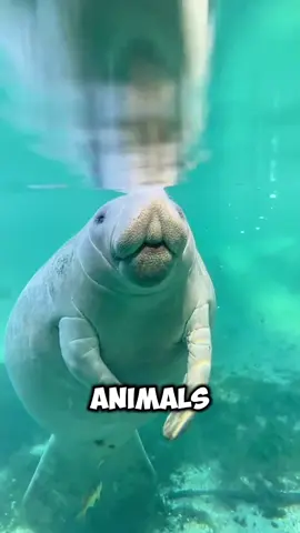#animals #lovely #animal #viralvideo #fyp 