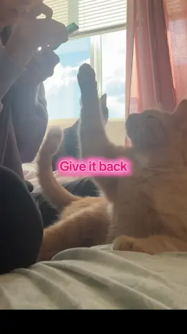 I have an angel and a devil #cats #bitingproblem 