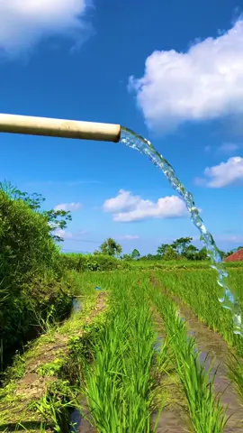 Sampurasun,Raosen kie ninggal cai cur cor,seger kacida#reels__tiktok #kampungkuring #lemburkuring #suasanapedesaan #suasanapesawahan #pilemburanendah #vlogpedesaan #pemandanganalam #sawahpadi #tasikmalaya_jawabarat #fyp #fyp 