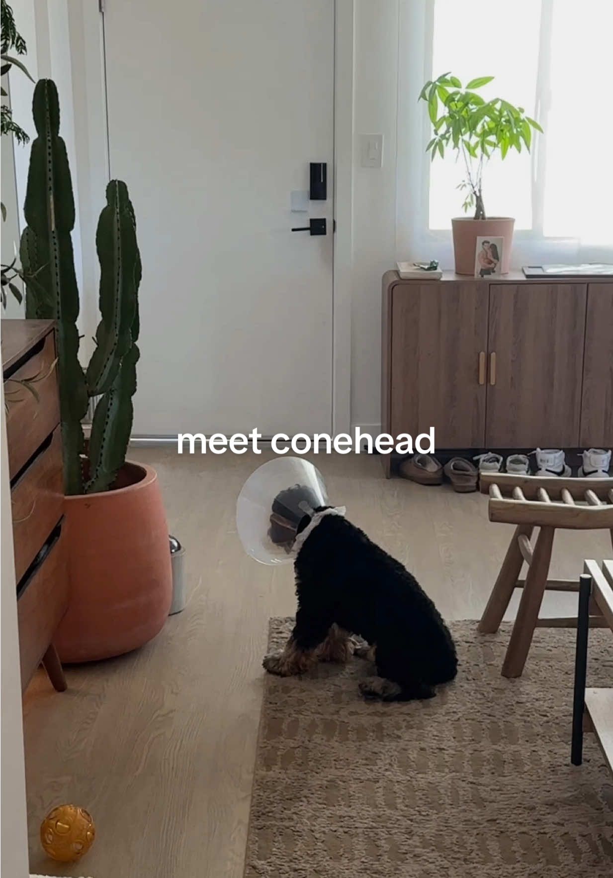 meet conehead 🍒✂️