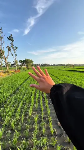 Lagi ngapain? Lagi survey sawah orang 😝 #langitaesthetic #cinematic #aesthetic #senja #senjasore 