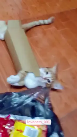 Cat vs Toy.#cat #cats #catsoftiktok #funny #foryou #funnyvideos #viral #usa #fypシ #funnymoments #funnytiktok #fyp #cute 