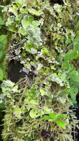 Just obsessed with nature #coolstick #alaska #nature #green  