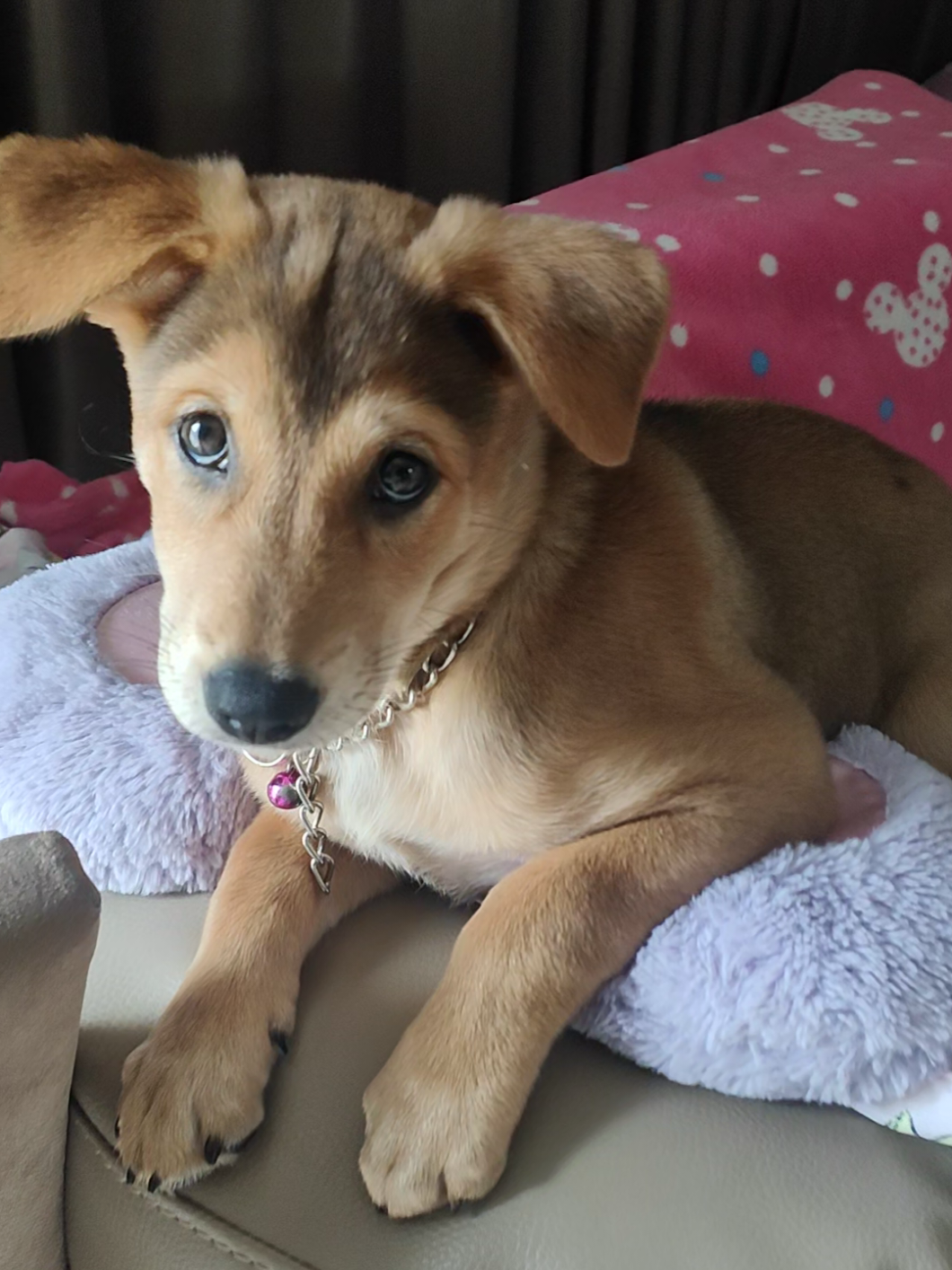 I am KoLa krub.  #หมาไทย  #ซื่อสัตย์ 