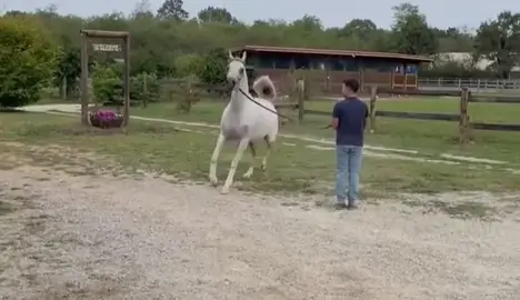 #مربط_الغازيات_للخيل_العربية_الاصيلة #خيل_وخياله🐎 #fyp #الشعب_الصيني_ماله_حل😂😂 #fffffffffffyyyyyyyyyyypppppppppppp