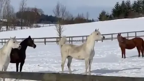 #مربط_الغازيات_للخيل_العربية_الاصيلة #خيل_وخياله🐎 #fyp #الشعب_الصيني_ماله_حل😂😂 #fffffffffffyyyyyyyyyyypppppppppppp