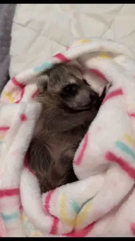 watch her grow 🥹 #raccoonsoftiktok #babyraccoon #raccoon 