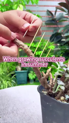 How to care for succulents in summer? #planting #plantlover #PlantTok #gardening #gardening101 