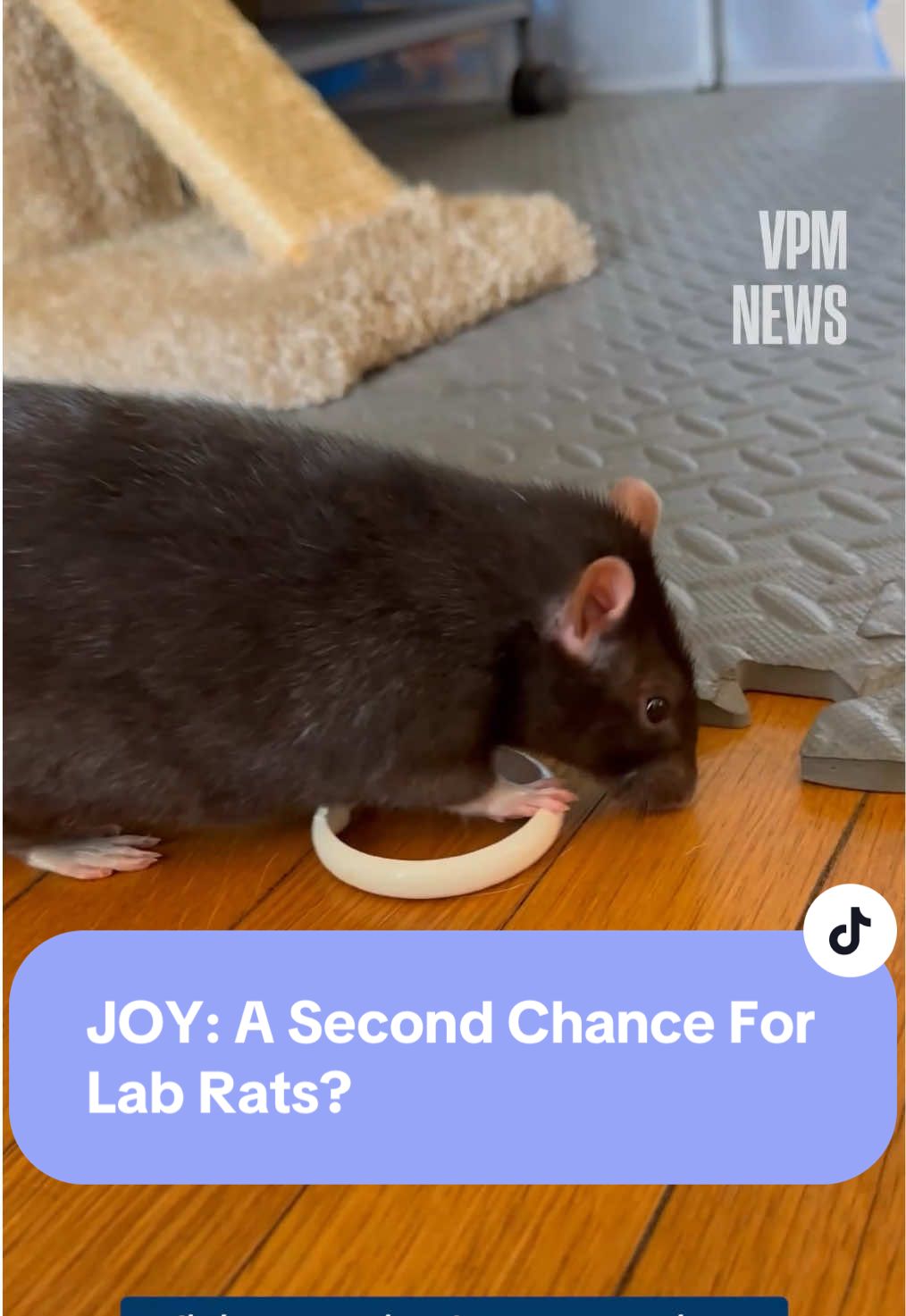 A Richmond based rat rescue is asking people to consider rats as pets. Our 2025 summer series on joyful things around Central Virginia introduces you to the adoption coordinator who says rats possess the best qualities of both cats and dogs. Our award-winning work is made possible with your support. Visit ⁠vpm.org/donate⁠ for more information. #rats #rodents #fancyrats #rva #virginia  