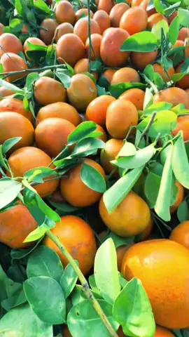 Mandarinas 2025 🍊🍊 #veracruz #naranja #fyp #paratiiiiiiiiiiiiiiiiiiiiiiiiiiiiiii #trailer 