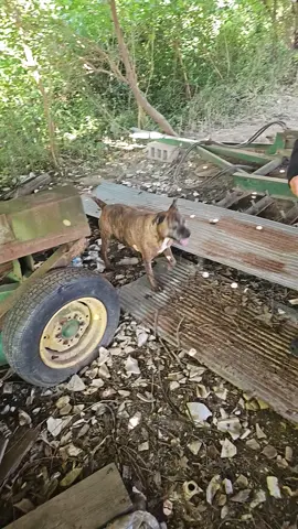 #funnyfarm #bluecollar #fypシ #nationaldogday 
