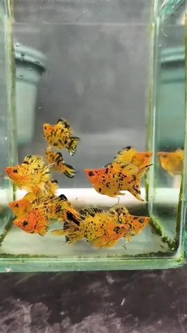 Gold Leopard #ikanmolly #mollyfish #moliracing #pekalongan #ikanhias #hobiikan #gold #leopard #fyppp 