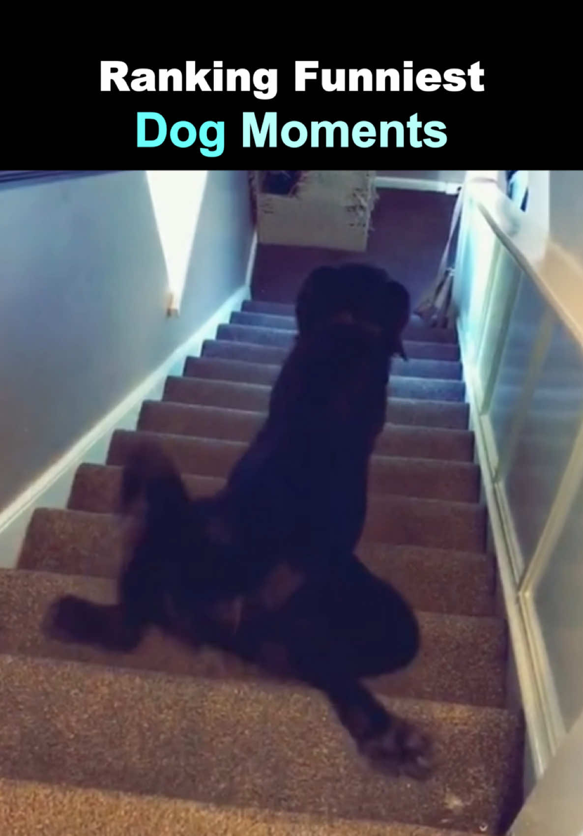 Ranking Funny Dog Moments #funny #dog #fart #defineranked #definelessproductions 