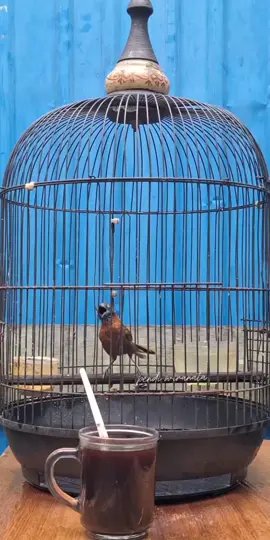 ngopi pagi bolo☕️🐦 #burungmasteranhandal #tepuskepalaabu #tepus #burunggacor #kicaumania 
