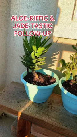 Yesterday we had a complicated plant separation a full-size aloe plant had been double planted with a variegated jade plant.  Both root systems were completely entangled and we had to undergo a complex process to get them separated and repotted into their own larger containers.   Not seeing any signs of shock, they both look very vigorous and fantastic. #succulentsoftiktok #succulents #succulentcare 