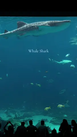 🩵 #georgiaaquarium #atlantageorgia #whaleshark #oceanvoyage #taroko #fyp #tiktok #capcut #fypシ #moana #foryoupage #trending #aquariumsoftiktok #summertiktok @Georgia Aquarium 