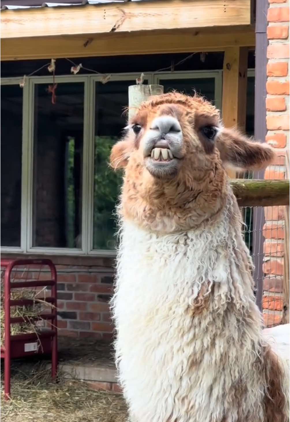 #boredom #llamas #funnyanimals #funnyfarmanimals #farmanimals 